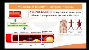 Лекция 3.3 Атеросклероз