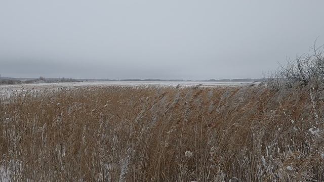 Ветер, камыши, зима смотреть онлайн