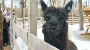 Деревня Альпаково