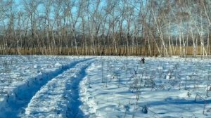 Сибирская косуля