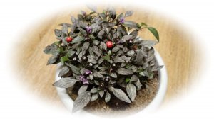 Перец острый декоративный, сорт - Черный жемчуг.