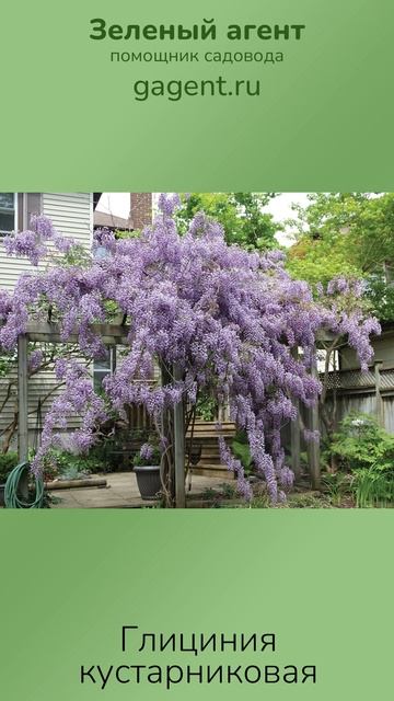 Глициния кустарниковая — Зеленый Агент