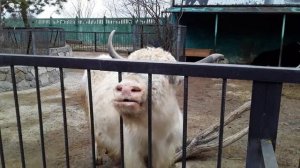 Парк львов _Тайган_. 🦁🦁🦁🦁🦁. 19