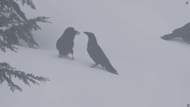 Ravens Playing in the Snow_Вороны играют в снегу 4K HDR смотреть онлайн