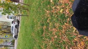 №746 Комсомольский проспект. 24 сентября 2025 г., 14:17:26 VID_20250924_141716330