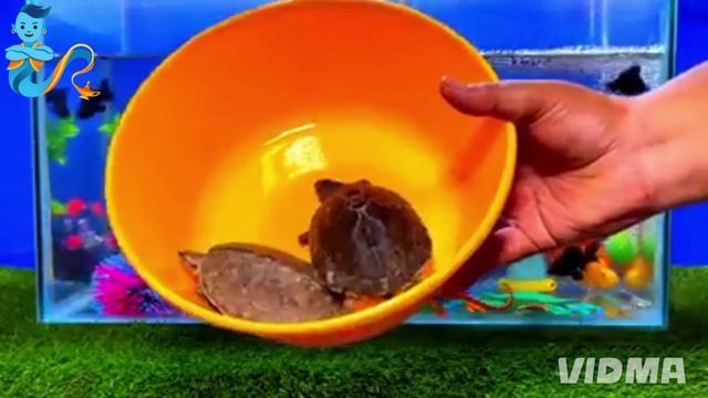 Рыбки в аквариуме смотреть онлайн