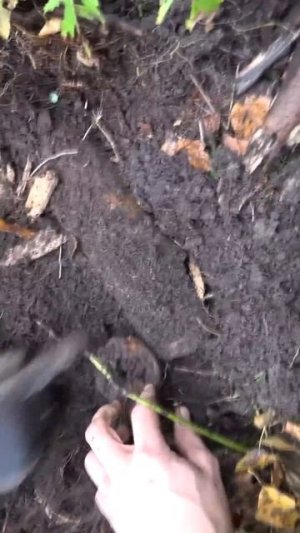 Опасные находкит в Мясном бору, раскопки по войне