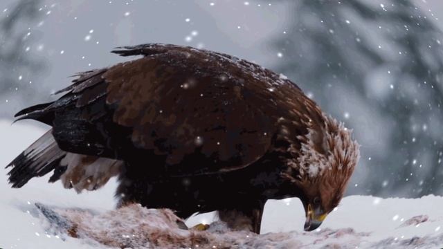 Ветер в горах смотреть онлайн