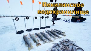 НЕ УСПЕВАЕМ БЕГАТЬ ЗА ЖЕРЛИЦАМИ. НА ЭТОМ ВОДОЕМЕ ЩУКА НЕ ДАЁТ СКУЧАТЬ !