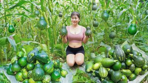 Прополка кукурузы в поле. Урожай тыквы везу на продажу на сельский рынок. Нхат. Вьетнам