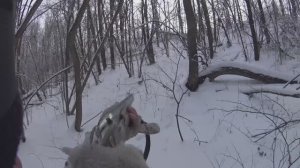 ОХОТА НА ЗАЙЦА С МОЛОДОЙ ЭСТОНСКОЙ ГОНЧЕЙ