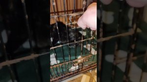 Нам подарили вкусное мясо, кошки были очень рады