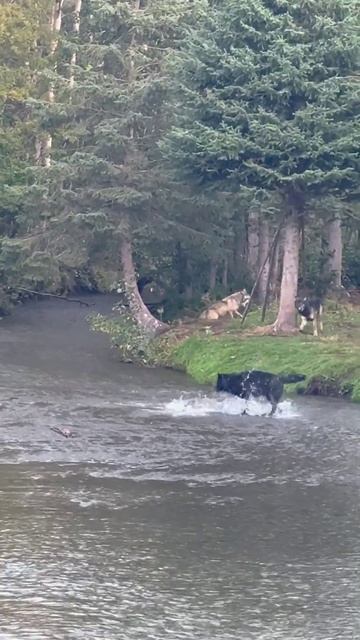 Стая волков охотится на рыбу в реке. смотреть онлайн