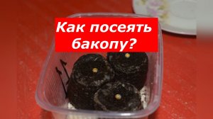 Посев БАКОПЫ без пикировки и стресса