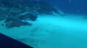 обитатели Балтикиикт музей мирового океана