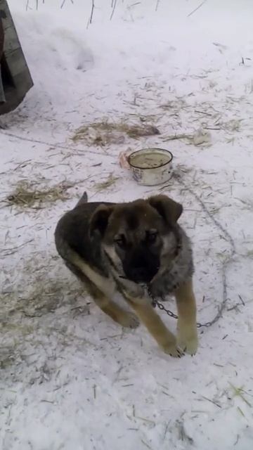 Собаки. Часть 3