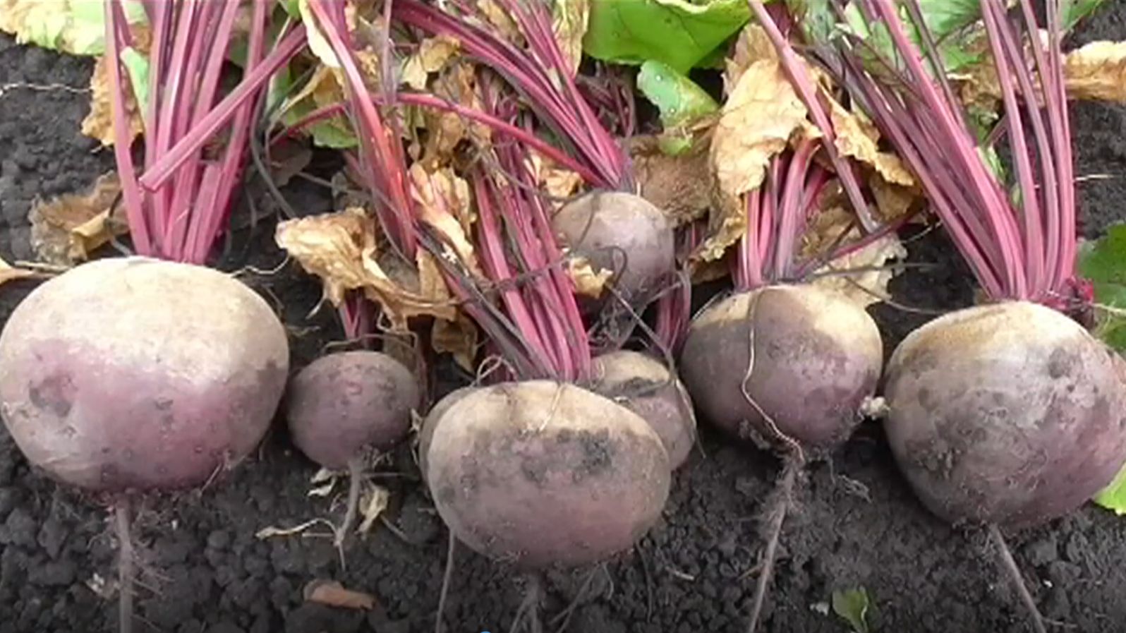 Выращивание свеклы