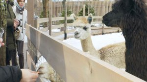 Деревня Альпаково