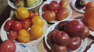 Выставка томатов, выращенных в Кировской области.  т. 89229284031