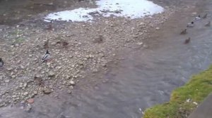 Утки в Курортном парке Кисловодск 10.01.26