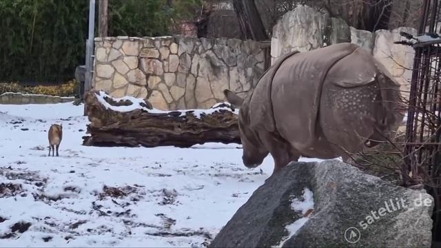В Польше 13-килограммовый мини-олень (мунтжак) атакует почти двухтонную самку носорога