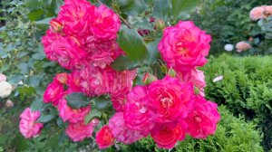 Июль в Саду 20 и 21 июля 2025