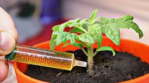 Благодаря этому моя рассада низенькая и крепкая