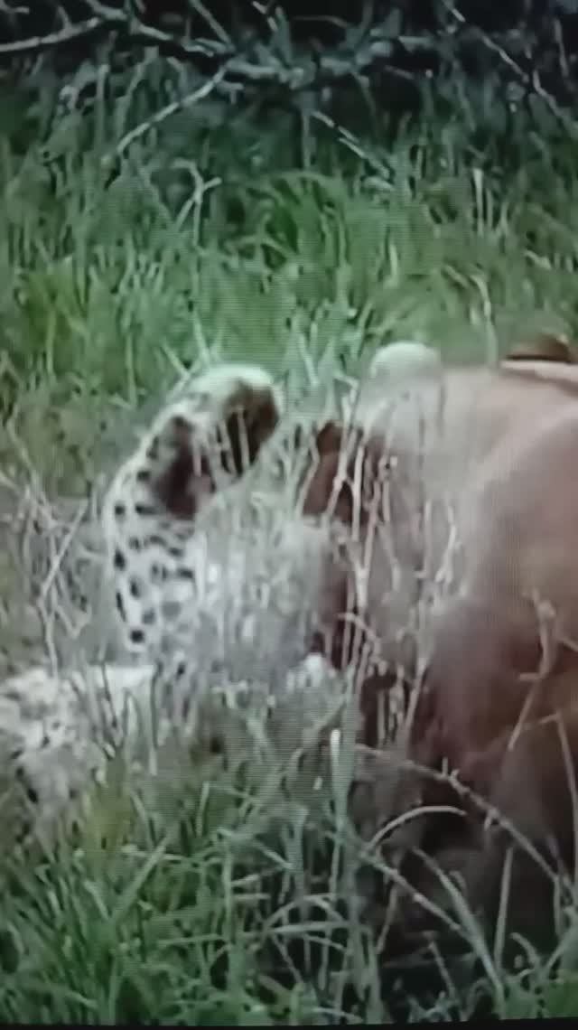 Схватка Леопарда со Львицами😯😳#Shorts
