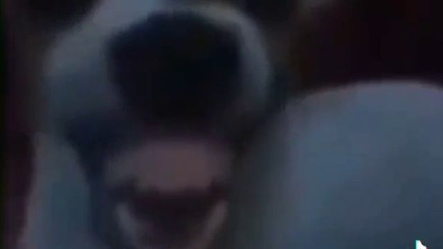 Собака ржёт смотреть онлайн