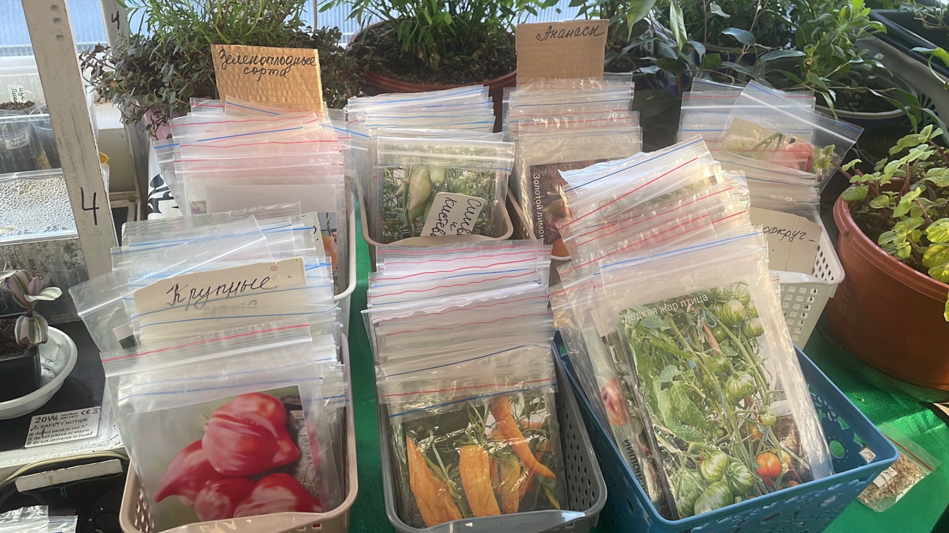 Лучшие сорта в моей коллекции! Обращайтесь за семенами пока не поздно! смотреть онлайн