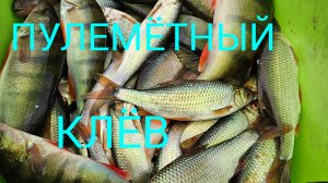 ПУЛЕМЁТНЫЙ КЛЁВ.