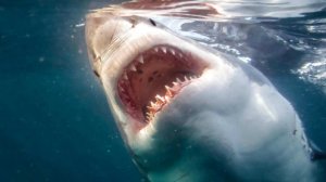 Туристка погибла после нападения акулы на пляже на Виргинских островах США