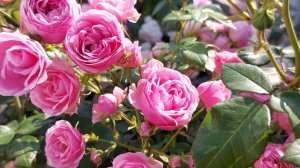 Вспомним как цвели розы этим летом!