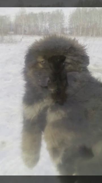 Собаки. Часть 4