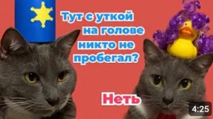 ЕСЛИ БЫ КОТЫ БЫЛИ ПОЛИЦЕЙСКИМИ - ЗАБАВНЫЕ СИТУАЦИИ