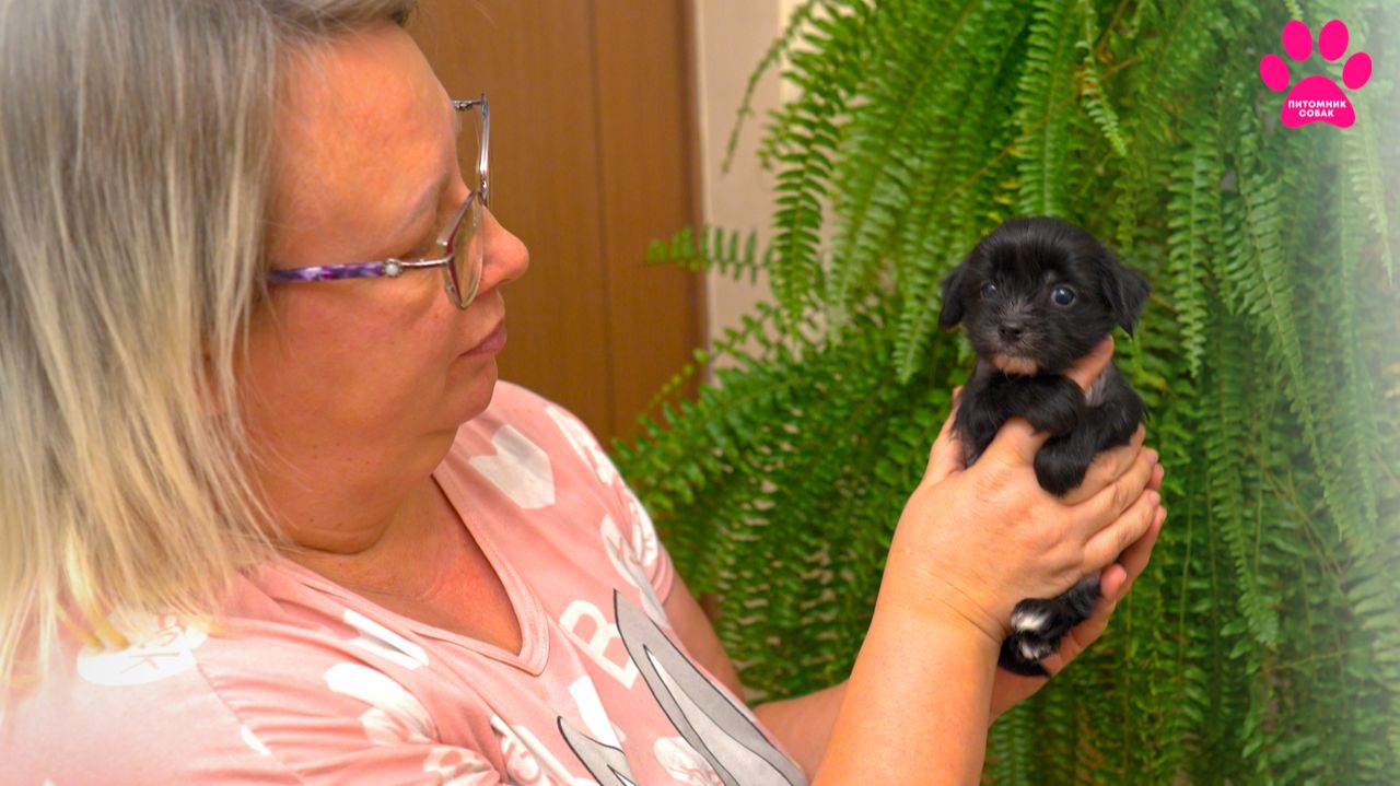 Что за щенки? Кто такие КХС и какими они вырастают? смотреть онлайн