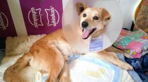 Бушуя забрали из клиники