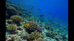 море и рыбки