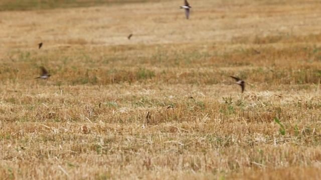 Манна смотреть онлайн