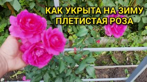 КАК УКРЫТА НА ЗИМУ ПЛЕТИСТАЯ РОЗА НА АРКЕ 🌹❄️