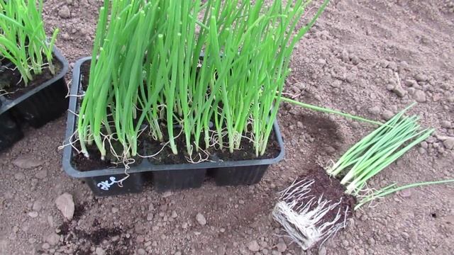 Сроки посева семян Эксибишен и какой должна быть рассада