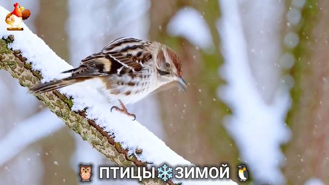 Птицы зимой в лесу 🐦🦉🦅 видео для отдыха душой 🌲(19)