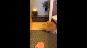 Видео от МЯУтаверс – как метавселенная, но с котами