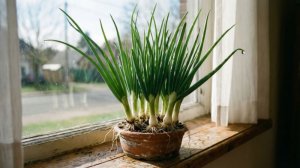 Как правильно гнать лук на перо в домашних условиях!