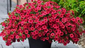 Сроки посева петуньи на рассаду. Идеальные сроки для пышного цветения