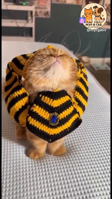 котенок фараон)))