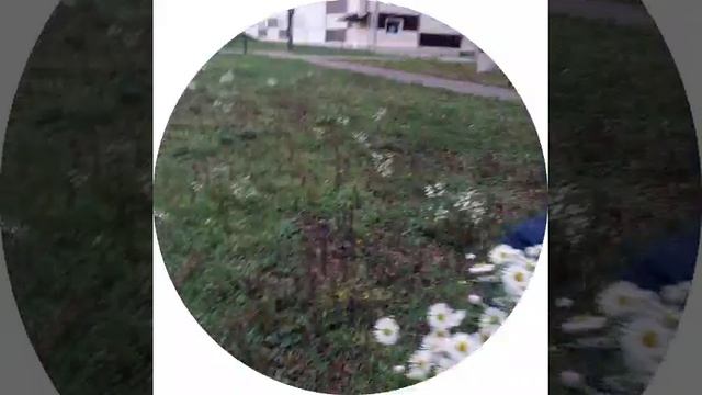 Ромашки в декабре