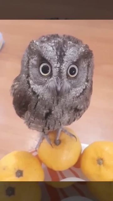 Меню для совы