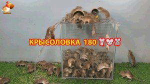 Крысоловка вариант (180) 🐀 Как сделать крысоловку своими руками и поймать кучу крыс 🐀🐁🐀