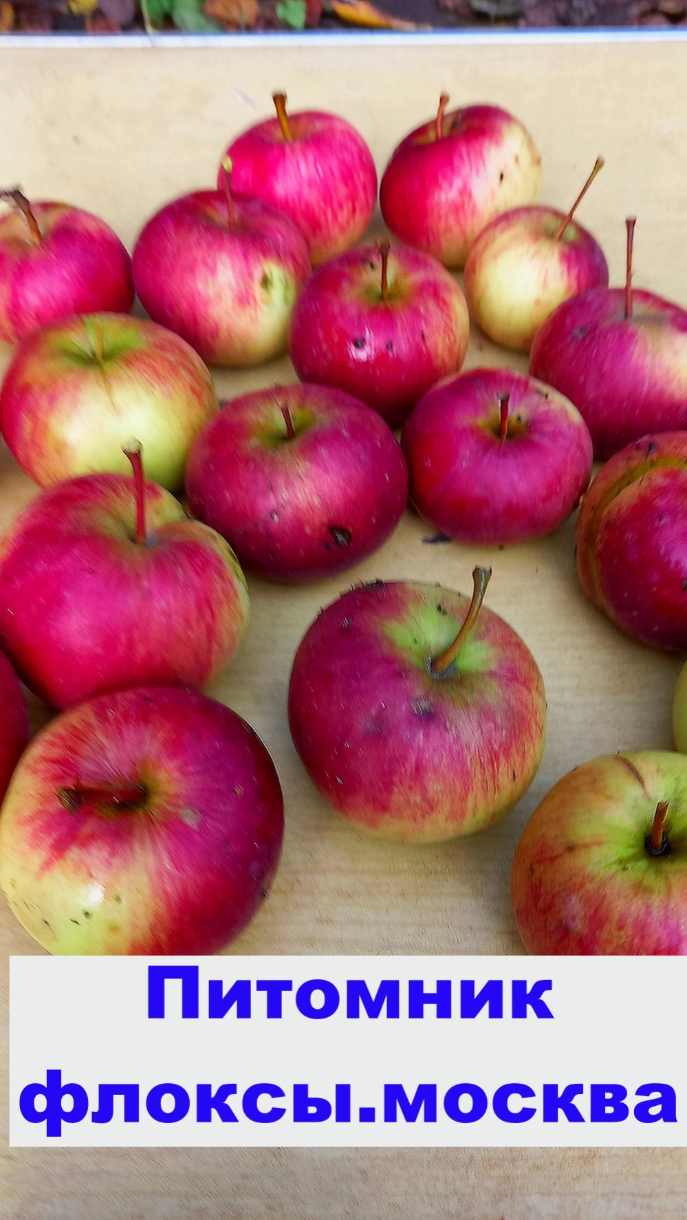 ЯБЛОНЯ БЕЛОРУССКОЕ СЛАДКОЕ питомник смотреть онлайн